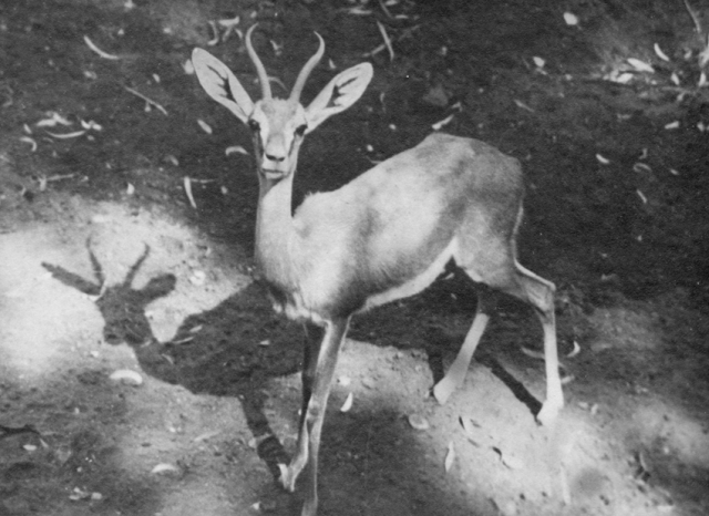 "Fawn in Cairo Zoo". Len's writing on back